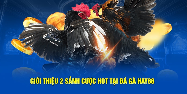 Giới thiệu 2 sảnh cược hot tại đá gà HAY88