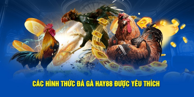 Thông tin giới thiệu về đá gà HAY88