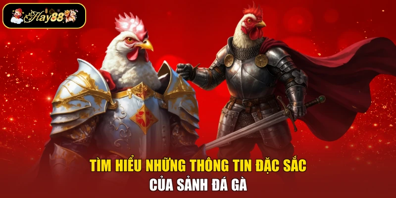 Tìm hiểu những thông tin đặc sắc của sảnh đá gà